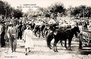 MAISON-CARREE - MARCHE AUX CHEVAUX